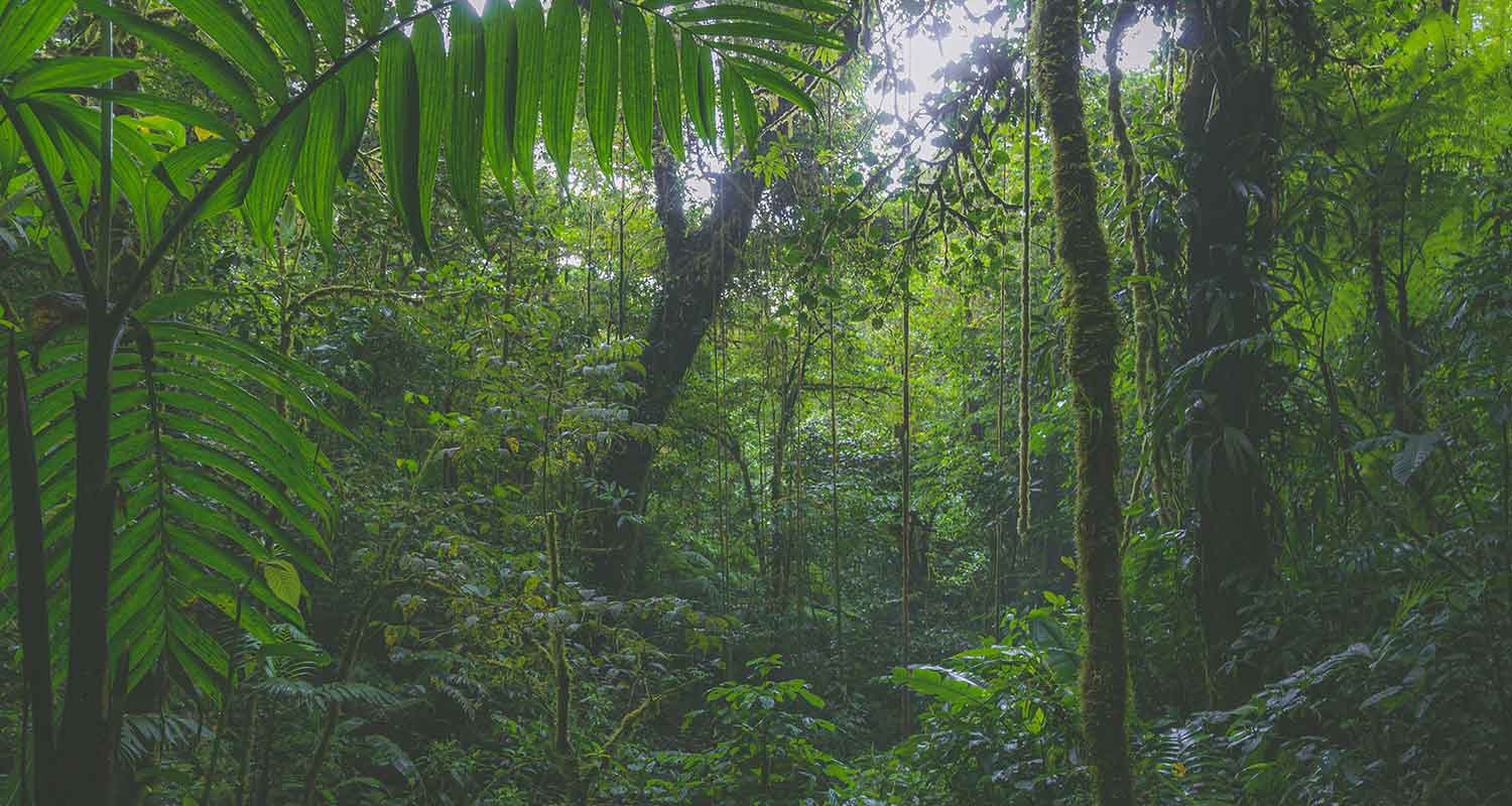 The Carbon Offset Industry Has Integrity Problems. Is It Time for Federal Regulation?